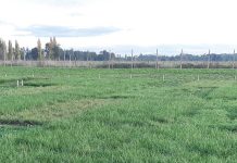 Alternativas Forrajeras Permanentes AGROCOLUN 72 AGRÍCOLA alternativas forrajeras permanentes