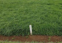 Ballicas Híbridas (Lolium Multiflorum x Lolium Perenne) AGROCOLUN 72 AGRÍCOLA ballicas hibridas encabezado