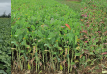 Brassicas de Verano e Invierno Raps Forrajero & Coles Forrajeras AGROCOLUN 72 AGRÍCOLA brassicas de verano e invierno encabezado