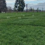 Resultados de Ensayo de Ballicas Anuales y Bianuales AGROCOLUN 72 | AGRÍCOLA | Ensayo de ballicas Anuales y Bianuales