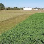 Resultados de Ensayo de Alfalfas 6 Años de Evaluación