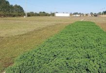 Resultados de Ensayo de Alfalfas  6 Años de Evaluación