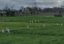 Ensayo de Ballicas Perennes 2020-2025 Lollium Perenne AGROCOLUN 72 | AGRÍCOLA | Ensayo de Ballicas Perennes