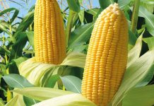 Ensayo de Maíces 2022-2023 Zea Mays AGROCOLUN 72 AGRÍCOLA | Ensayo de Maices