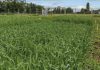 Ensilajes de Grano Pequeño Triticale & Centeno AGROCOLUN 72 AGRÍCOLA ensilajes grano pequeño encabezado