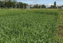 Ensilajes de Grano Pequeño Triticale & Centeno AGROCOLUN 72 AGRÍCOLA ensilajes grano pequeño encabezado