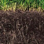 Respuesta Productiva al Uso de Micorrizas en Praderas AGROCOLUN ED 73 AGRÍCOLA 3 IMG PRINCIPAL