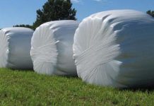 Importancia de los Rezagos Sobre la Calidad de Ensilajes de Ballica AGROCOLUN ED 73 AGRÍCOLA IMG PRINCIPAL