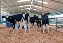 Importancia del Fotoperiodo en el Ganado Lechero  Terneros y Vaquillas AGROCOLUN ED 73 | Importancia del Fotoperiodo en el ganado lechero