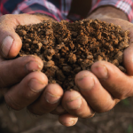 Fertilización de Mantención y Corrección La Base del Éxito en la Producción de Forrajes fertilización de mantención y corrección