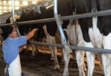 De Agricultor a Empresario: Decisiones de Inversión y Rentabilidad