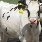 De Agricultor a Empresario: La Importancia que Merece la Recría de Vaquillas La Importancia que Merece la Recría de Vaquillas