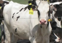 De Agricultor a Empresario: La Importancia que Merece la Recría de Vaquillas La Importancia que Merece la Recría de Vaquillas