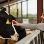 Bienestar en Animales No Ambulatorios Cuidados para Vacas Caídas Bienestar en Animales No Ambulatorios