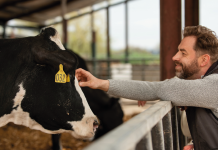 Bienestar en Animales No Ambulatorios Cuidados para Vacas Caídas Bienestar en Animales No Ambulatorios