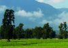 AGROCOLUN | Artículos | AGROCOLUN