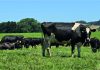 AGROCOLUN | Artículos | AGROCOLUN