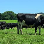 El Cromo  Un Aliado poco Conocido en la Suplementación Mineral