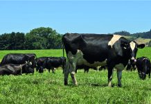 El Cromo  Un Aliado poco Conocido en la Suplementación Mineral