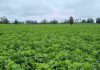 AGROCOLUN 76 AGRÍCOLA | Establecimiento de alfalfa