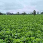 Alfalfa: Preparando el Establecimiento AGROCOLUN 76 AGRÍCOLA | Establecimiento de alfalfa
