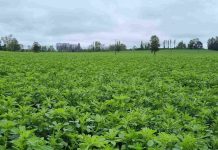 Alfalfa: Preparando el Establecimiento AGROCOLUN 76 AGRÍCOLA | Establecimiento de alfalfa