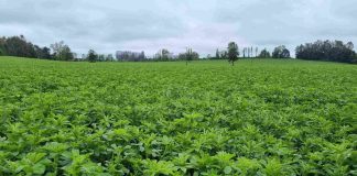 Agrocolun 76 agrícola | establecimiento de alfalfa