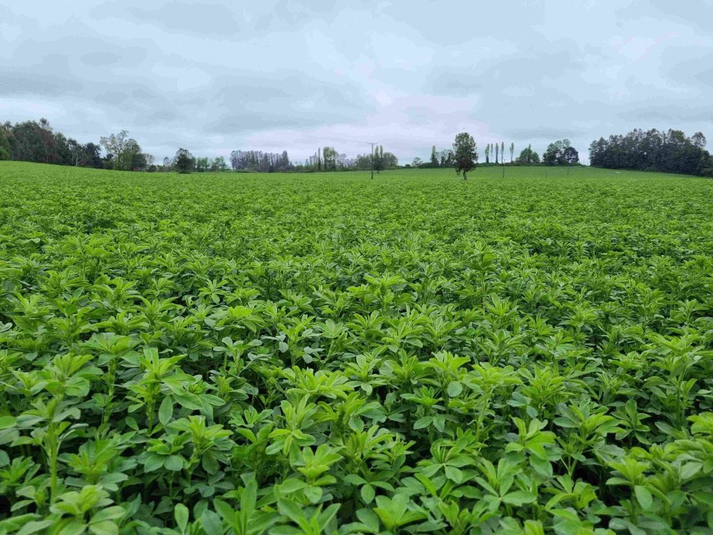AGROCOLUN Edición 76 | Alfalfa: Preparando el Establecimiento | AGROCOLUN Edición 76 Agrocolun 76 agrícola | establecimiento de alfalfa | agrocolun 76 agrícola | establecimiento de alfalfa | figura 2: alfalfa ya establecida, con 4 temporadas.