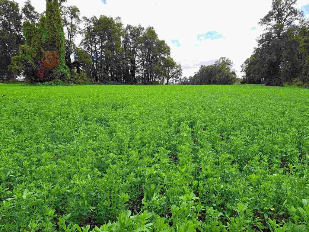 AGROCOLUN Edición 76 | Alfalfa: Preparando el Establecimiento | AGROCOLUN Edición 76 Agrocolun 76 agrícola | establecimiento de alfalfa | agrocolun 76 agrícola | establecimiento de alfalfa