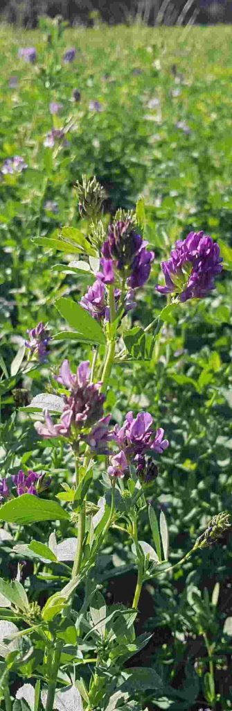 Agrocolun 76 agrícola |  establecimiento de alfalfa