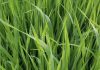 AGROCOLUN 76 AGRÍCOLA | Establecimiento de alfalfa | AGROCOLUN 76 AGRÍCOLA | Alternativas forrajeras para la utilización intermaíces
