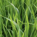 Alternativas Forrajeras para la Utilización Intermaíces AGROCOLUN 76 AGRÍCOLA | Establecimiento de alfalfa | AGROCOLUN 76 AGRÍCOLA | Alternativas forrajeras para la utilización intermaíces