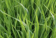 Alternativas Forrajeras para la Utilización Intermaíces AGROCOLUN 76 AGRÍCOLA | Establecimiento de alfalfa | AGROCOLUN 76 AGRÍCOLA | Alternativas forrajeras para la utilización intermaíces