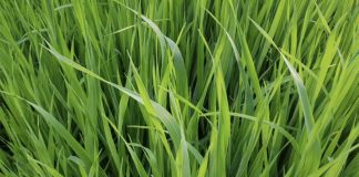 Agrocolun 76 agrícola | establecimiento de alfalfa | agrocolun 76 agrícola | alternativas forrajeras para la utilización intermaíces