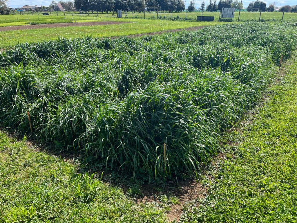 Agrocolun 76 agrícola | establecimiento de alfalfa | agrocolun 76 agrícola | alternativas forrajeras para la utilización intermaíces