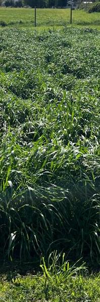 Agrocolun 76 agrícola | establecimiento de alfalfa | agrocolun 76 agrícola | alternativas forrajeras para la utilización intermaíces