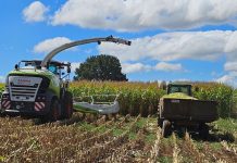 Estrategias para la Confección y Utilización del Ensilaje de Maíz AGROCOLUN 76 AGRÍCOLA | Estrategias para la Confección y Utilización del Ensilaje de Maíz