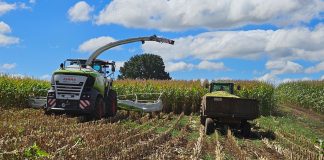 Agrocolun 76 agrícola | estrategias para la confección y utilización del ensilaje de maíz