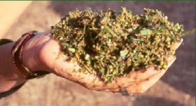 Agrocolun 76 agrícola | establecimiento de alfalfa | agrocolun 76 agrícola | estrategias para la confección y utilización de ensilaje de maíz