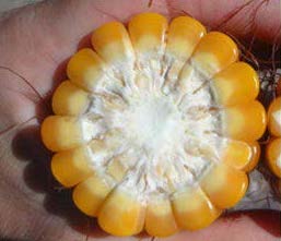 AGROCOLUN Edición 76 | Estrategias para la Confección y Utilización del Ensilaje de Maíz | AGROCOLUN Edición 76 Agrocolun 76 agrícola | establecimiento de alfalfa | agrocolun 76 agrícola | estrategias para la confección y utilización de ensilaje de maíz