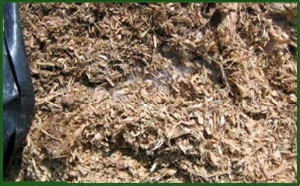AGROCOLUN Edición 76 | Estrategias para la Confección y Utilización del Ensilaje de Maíz | AGROCOLUN Edición 76 Agrocolun 76 agrícola | establecimiento de alfalfa | agrocolun 76 agrícola | estrategias para la confección y utilización de ensilaje de maíz