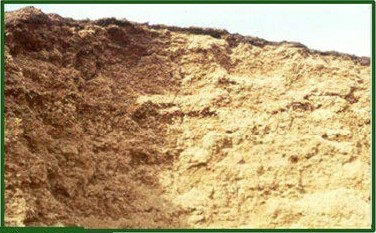 AGROCOLUN Edición 76 | Estrategias para la Confección y Utilización del Ensilaje de Maíz | AGROCOLUN Edición 76 Agrocolun 76 agrícola | establecimiento de alfalfa | agrocolun 76 agrícola | estrategias para la confección y utilización de ensilaje de maíz
