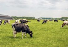 Bienestar Animal a Paso Firme AGROCOLUN 76 | BIENESTAR ANIMAL | A paso firme. Cinco años de la certificación Certified Humane