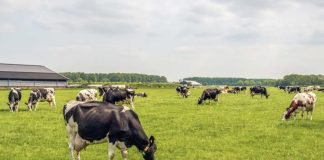 Agrocolun 76 | bienestar animal | a paso firme. Cinco años de la certificación certified humane