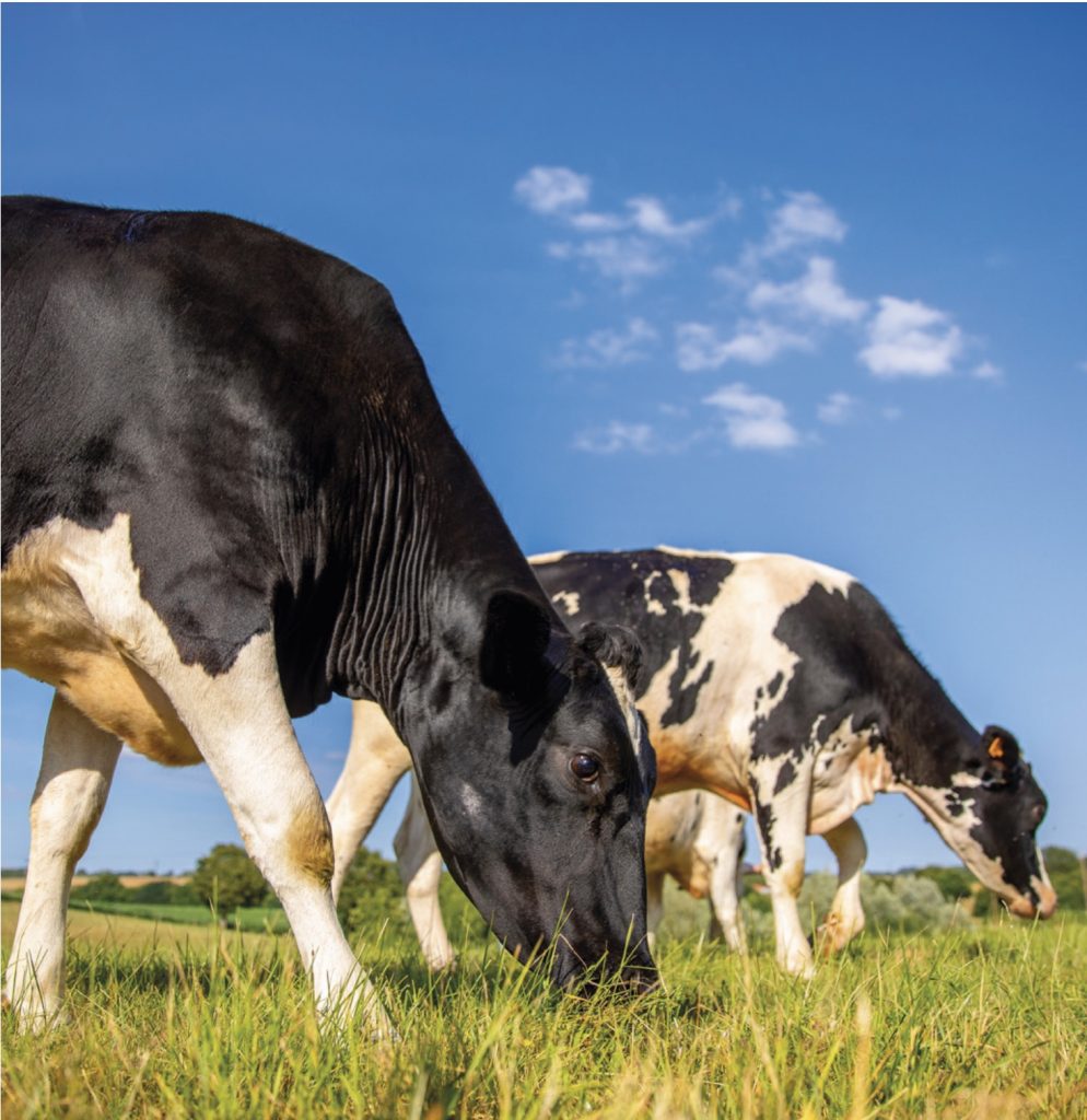 Agrocolun 76 | bienestar animal | a paso firme. Cinco años de la certificación certified humane