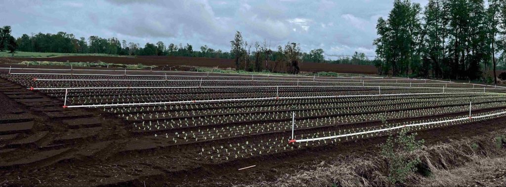 Agrocolun 76 | publireportaje | procesadora de plásticos puelche