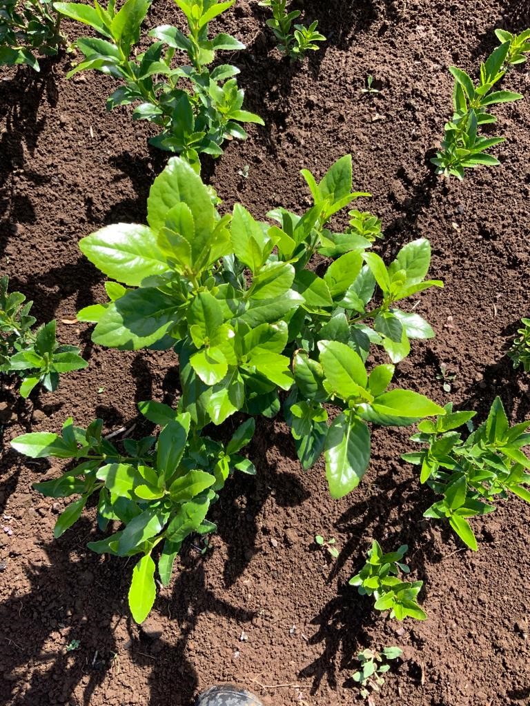 Agrocolun 76 sustentabilidad | conservación de la biodiversidad para un desarrollo sostenible (parte 2)