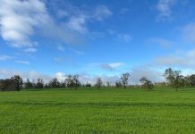 Fertilizando Nuestras Praderas a Tiempo AGROCOLUN 77 | AGRICOLA | Fertilizando Praderas a Tiempo