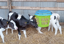 Ambientes Enriquecidos para Terneros Promoviendo Conductas Naturales  y Reducción del Estrés AGROCOLUN 77 | BIENESTAR ANIMAL | Ambientes Enriquecidos