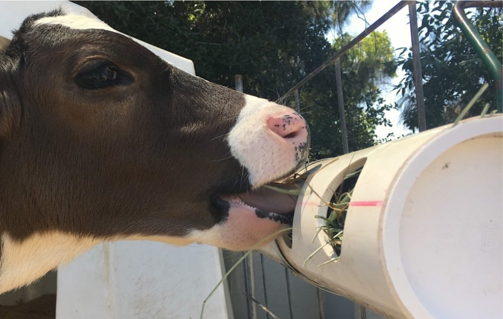 AGROCOLUN | Ambientes Enriquecidos para Terneros Promoviendo Conductas Naturales y Reducción del Estrés | AGROCOLUN Agrocolun 77 | bienestar animal | ambientes enriquecidos